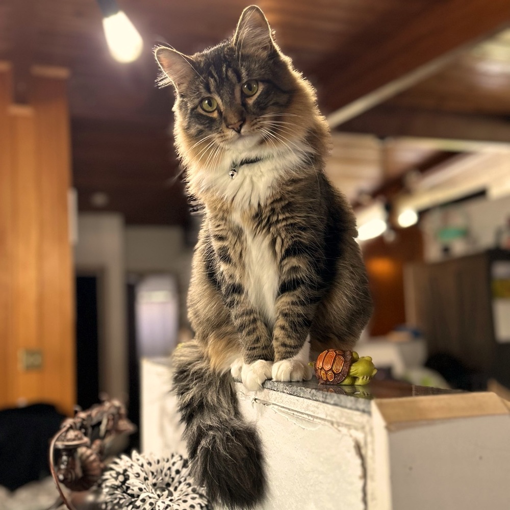 Meet your Posher, Carrie